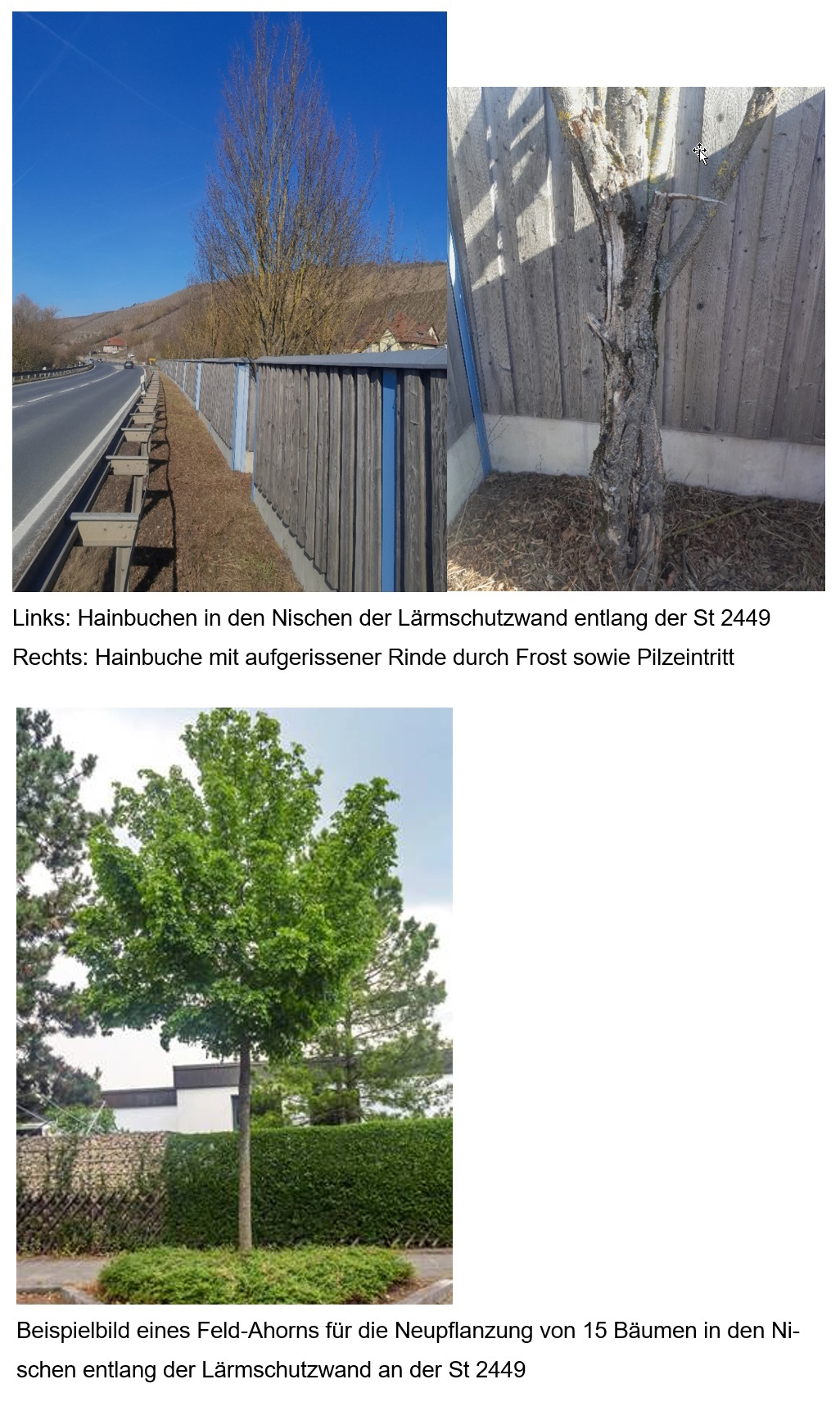 Baumschaden bei Randersacker Baumschaden bei Randersacker